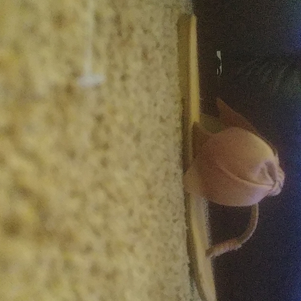 Sandles - Picture 2 of 4